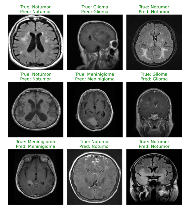 Model Predictions on Test Images